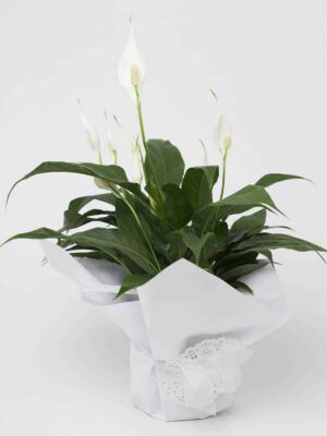 Beautiful Peace Lily Plant
