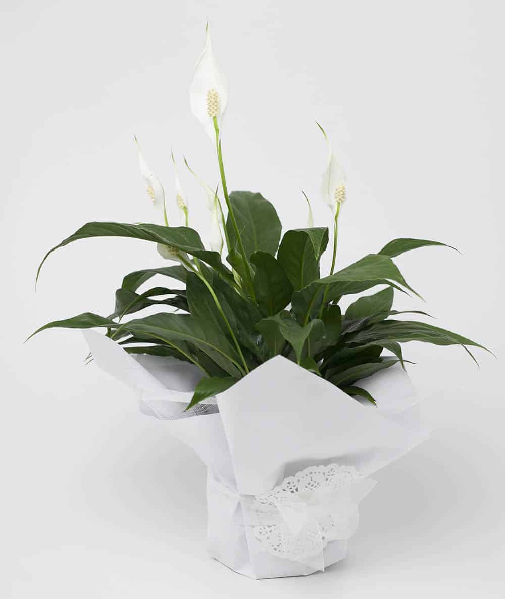 Beautiful-Peace-Lily-Plant.jpg