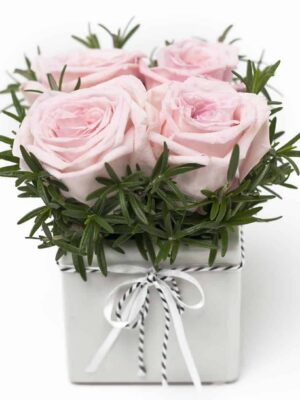 Beautiful Rose Cube Pink