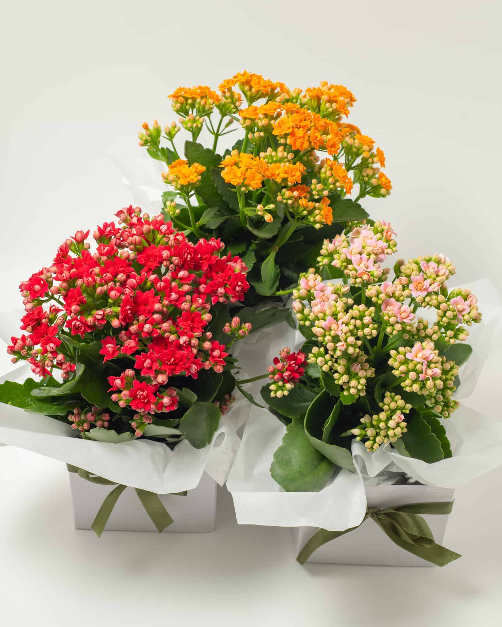 expressions-local-cambridge-hamilton-florist-delivery-kalenkohe-plant.jpg